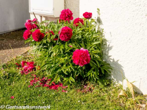 Peonies