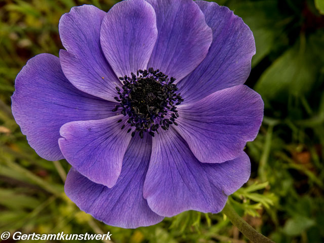 Anenome Mr Fokker