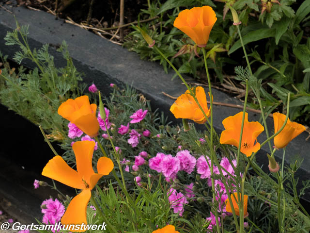 Poppies and carnations