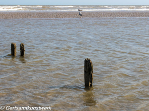 Stumps and seagulls