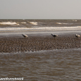 Social distancing seagulls