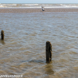 Stumps and seagulls