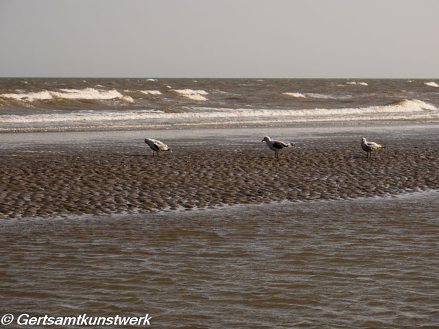 Social distancing seagulls