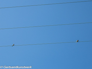 Birds on the wire