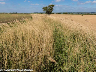 Grass in the wind