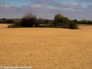 Tree in a field