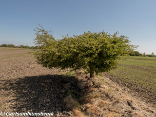 Small tree