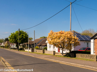 Tree and road