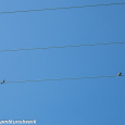 Birds on the wire