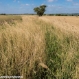 Grass in the wind