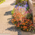 Neighbour flowers