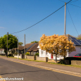 Tree and road