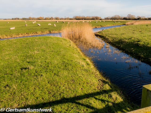 Reeds in the stream