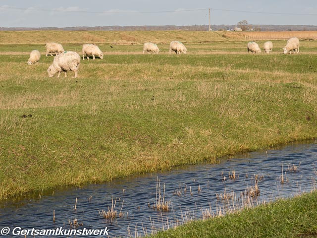 Sheep may safely graze