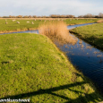 Reeds in the stream