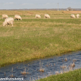 Sheep may safely graze