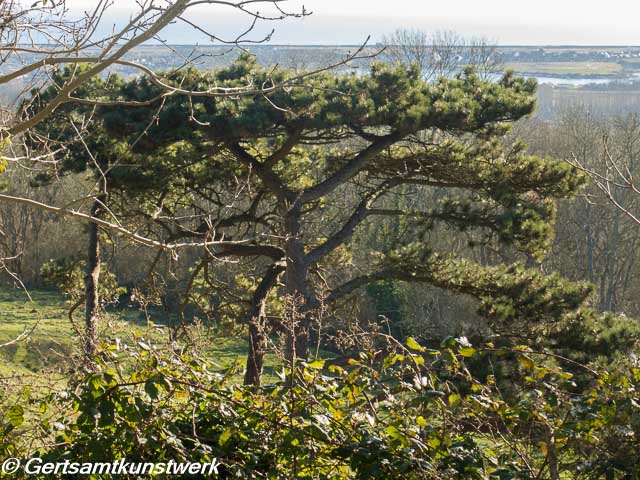 Tree and lake