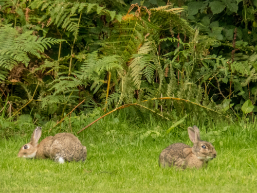 Garden wild rabbits