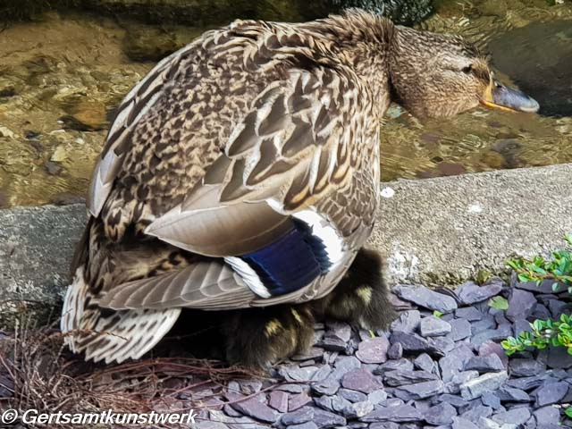 Back garden duck