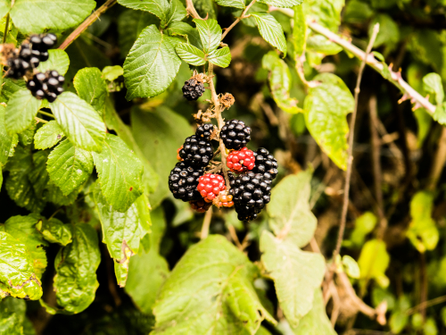 Blackberries