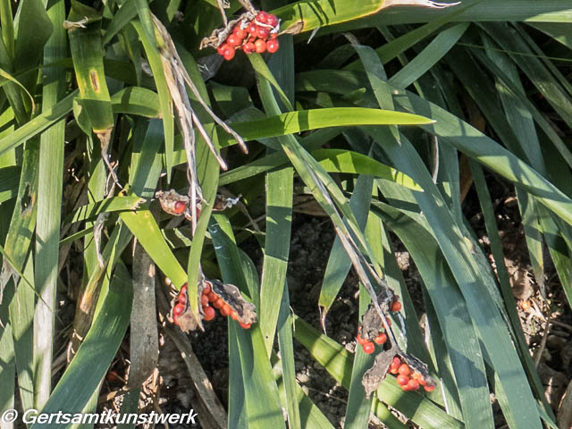 Berries