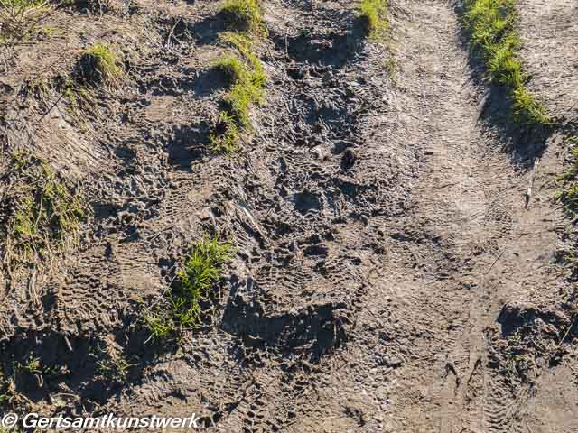 Mud mud glorious mud