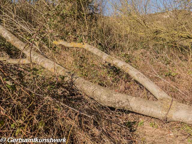 Fallen branch