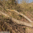 Fallen branch