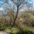 Winter tree