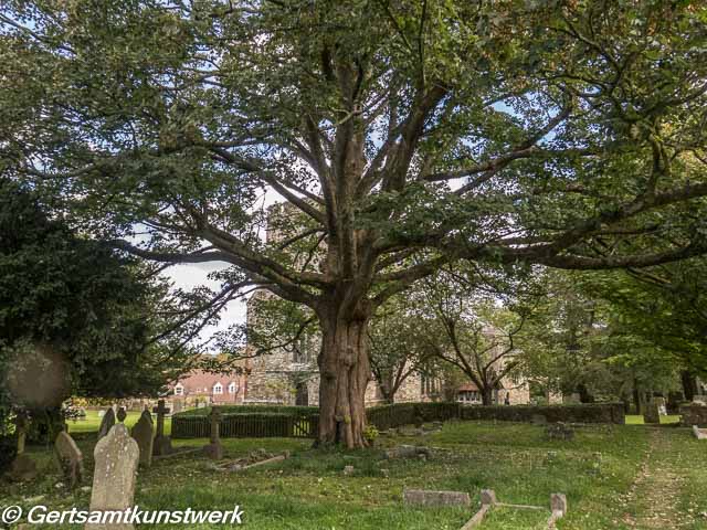 Yew Tree