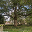 Yew Tree