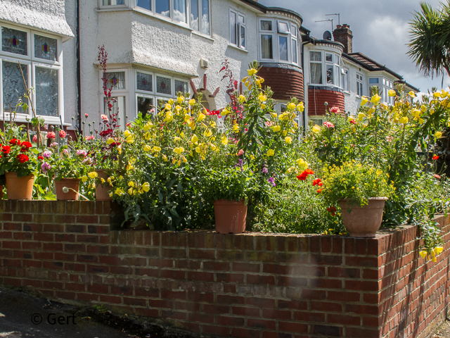 Garden flowers