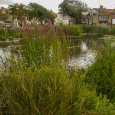 Rottingdean Pond