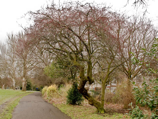 Brockwell pathway