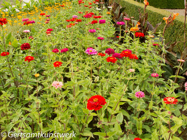 Early autumn flowers