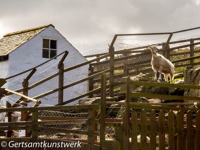 Goat in farmhouse