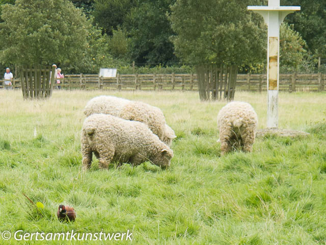 Grouse and sheep