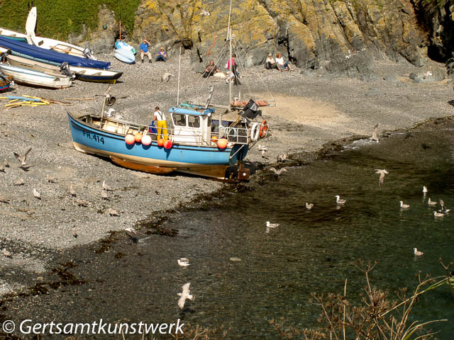 Gulls hovering