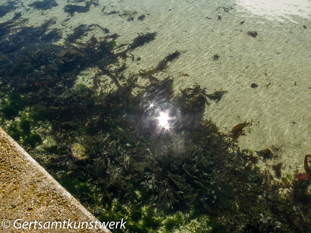 Seaweed in clear water