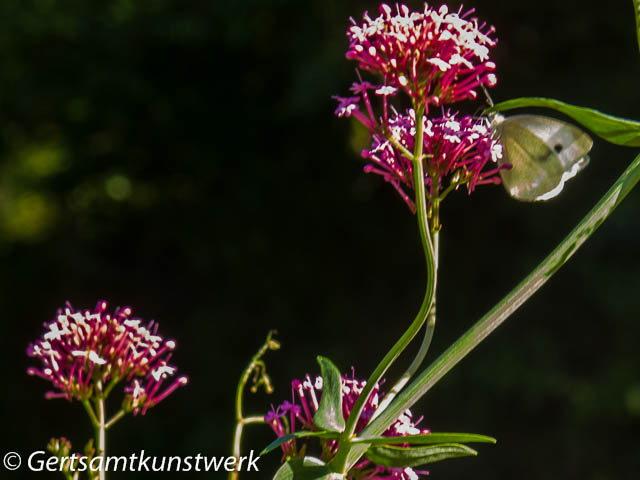 White butterfly