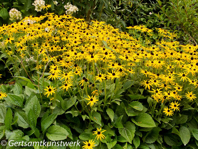 Yellow asters