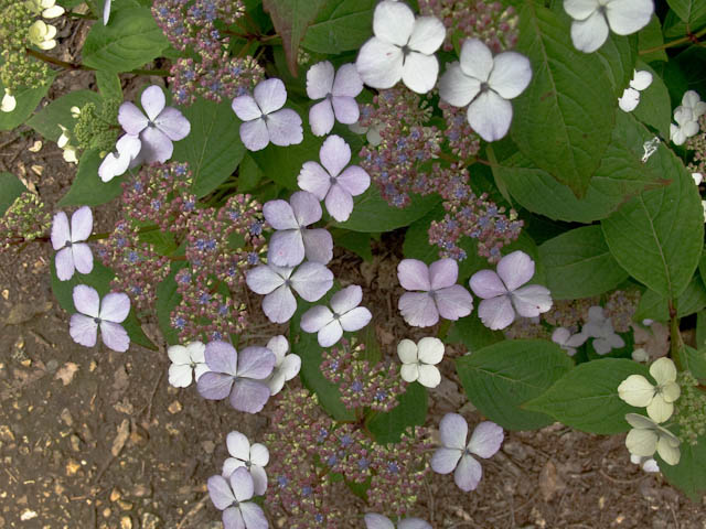 Delicate flowers