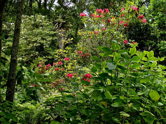 Dense foliage