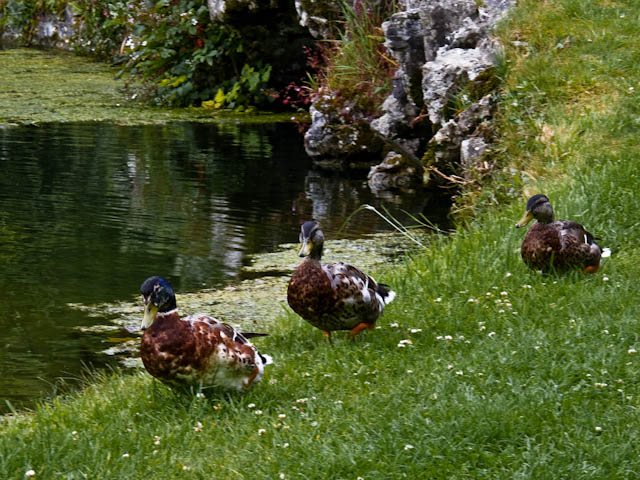 Ducks on Bridehead Lake