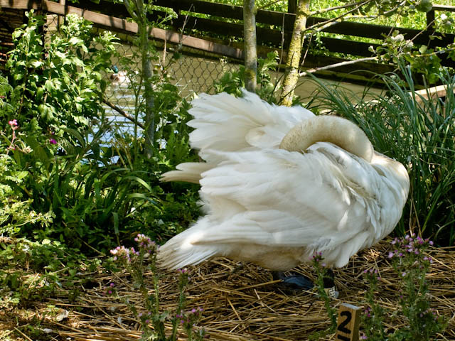 Feathery swan