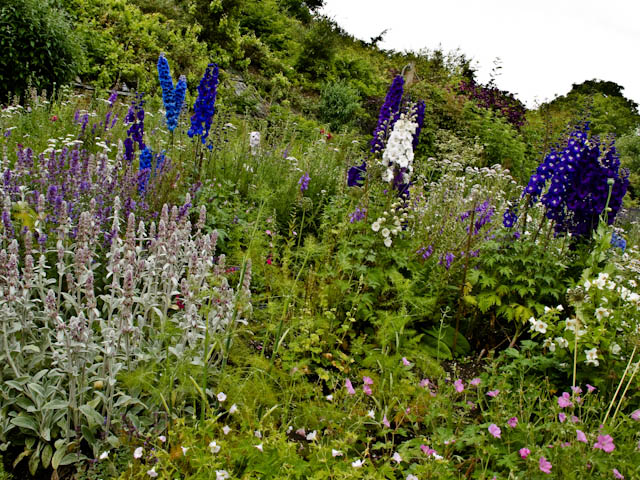 Foxgloves