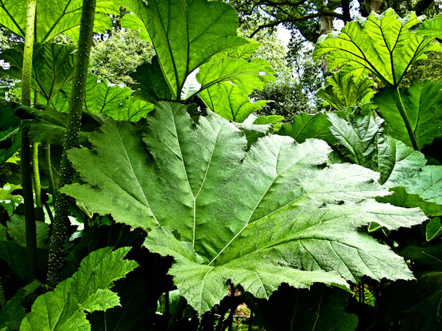 Giant rhubarb