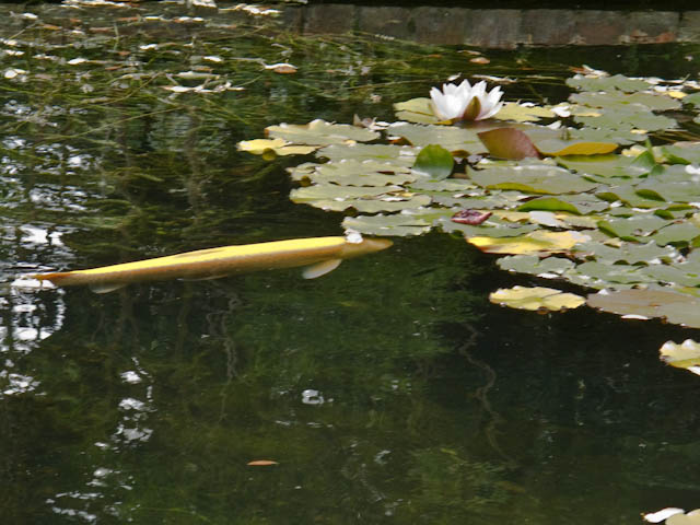 Goldfish pond