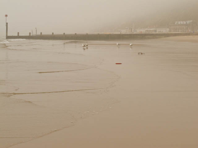 Gulls in the mist