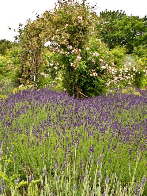 Lavender and rose